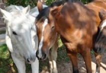 Tierphysiotherapie Alexandra Wolf